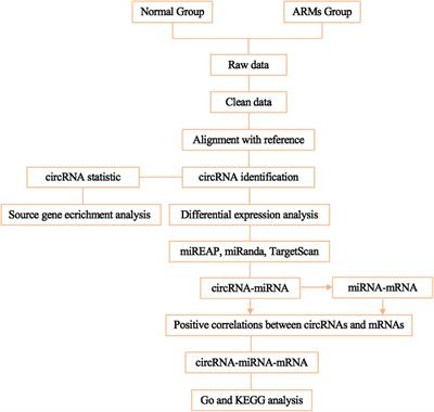 RNA-Seq Profiling of Circular RNAs During Development of Hindgut in Rat Embryos With Ethylenethiourea-Induced Anorectal Malformations